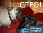 gtfo15ht0.jpg